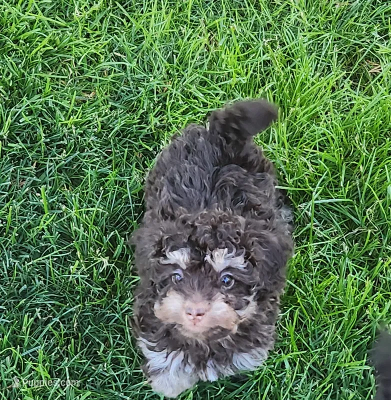 Charlie  – Poodle - Toy  puppy for sale in Central Point, OR