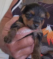 Archie , a male Yorkshire Terrier for sale in Central Point, OR – 1 of 1