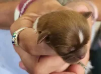 Brian , a male Shih Tzu for sale in Central Point, OR – 2 of 2