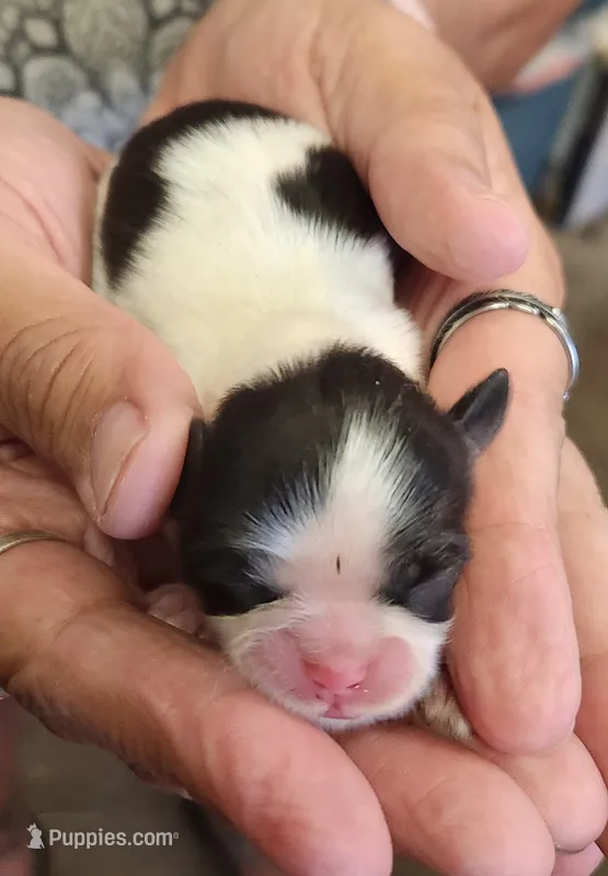 Sonny  – Shih Tzu puppy for sale in Central Point, OR