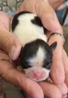 Sonny , a female Shih Tzu for sale in Central Point, OR – 1 of 1