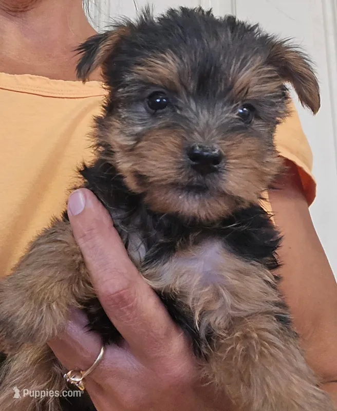 Archie  – Yorkshire Terrier puppy for sale in Central Point, OR