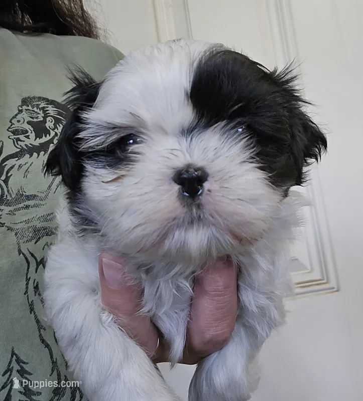 Sunny  – Shih Tzu puppy for sale in Central Point, OR