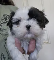 Sunny , a female Shih Tzu for sale in Central Point, OR – Photo 1 of 4