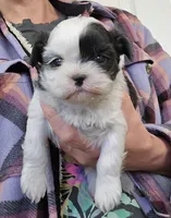Sunny , a female Shih Tzu for sale in Central Point, OR – Photo 2 of 4
