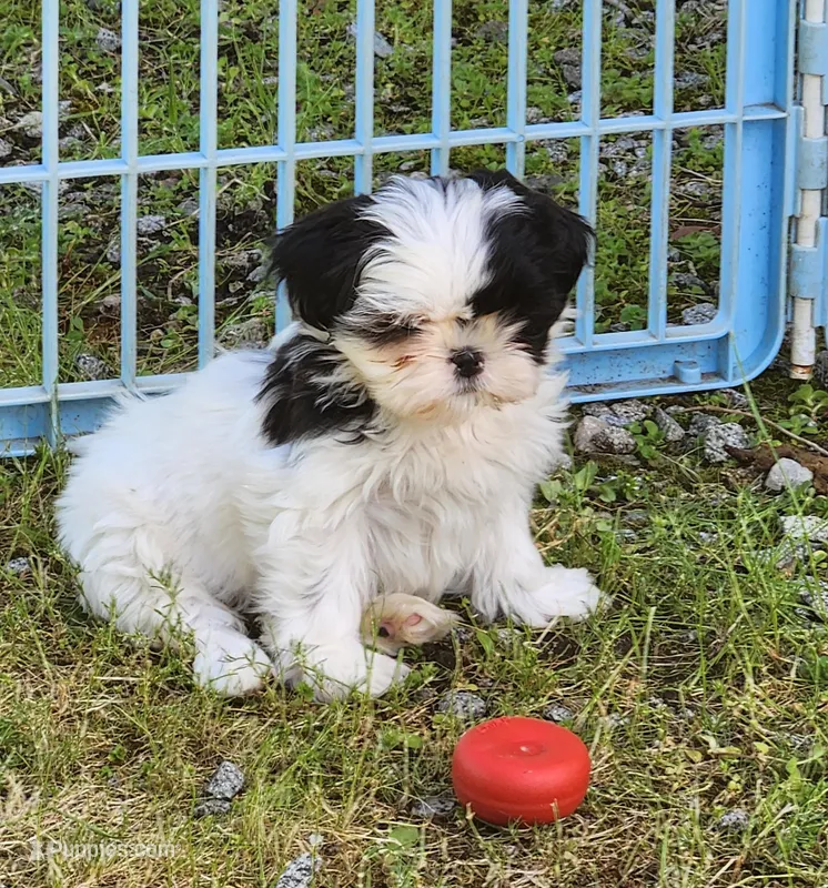 Sunny  – Shih Tzu puppy for sale in Central Point, OR