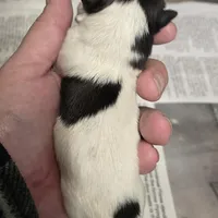 Sunny , a female Shih Tzu for sale in Central Point, OR – Photo 4 of 4