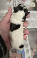 Sunny , a female Shih Tzu for sale in Central Point, OR – Photo 2 of 2