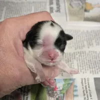 Sunny , a female Shih Tzu for sale in Central Point, OR – Photo 3 of 4