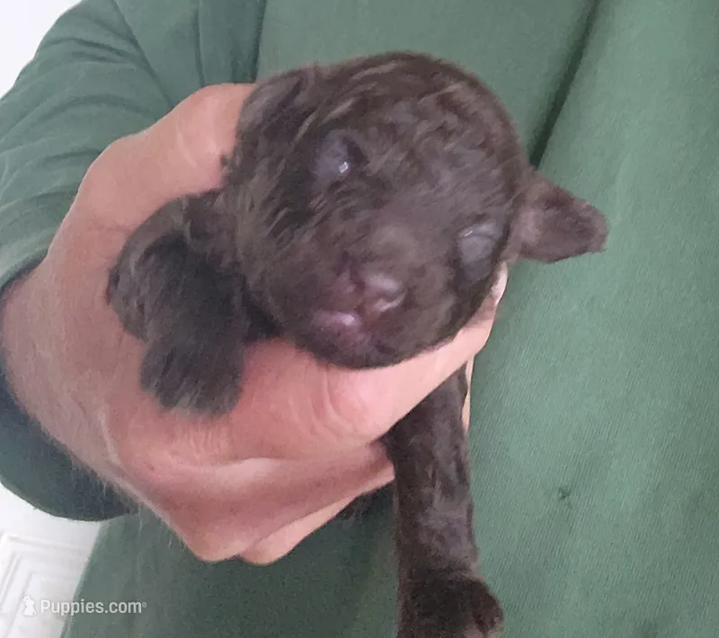 Charlie  – Poodle - Toy  puppy for sale in Central Point, OR