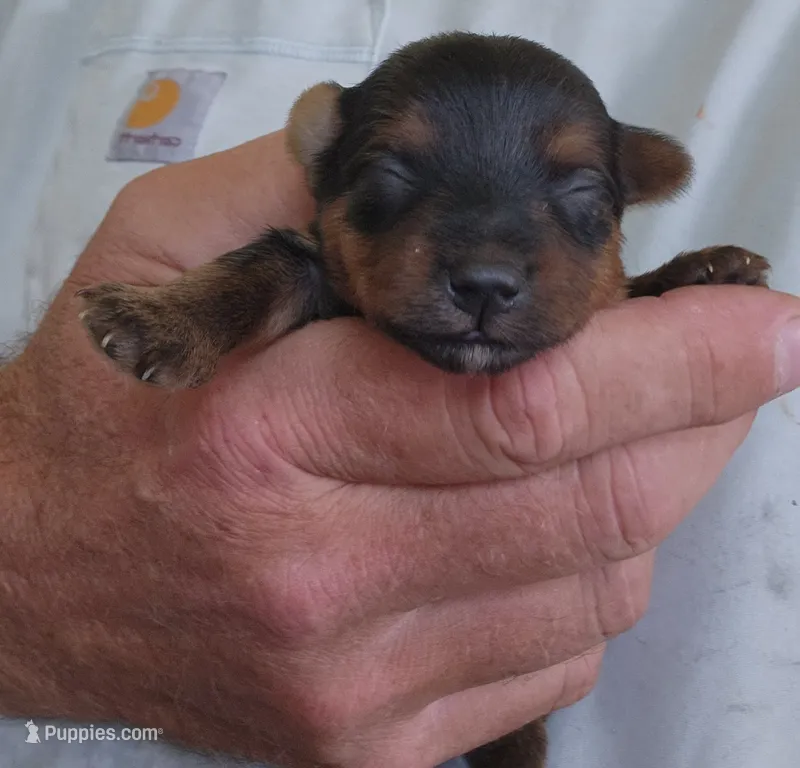 Frankie  – Yorkshire Terrier puppy for sale in Central Point, OR