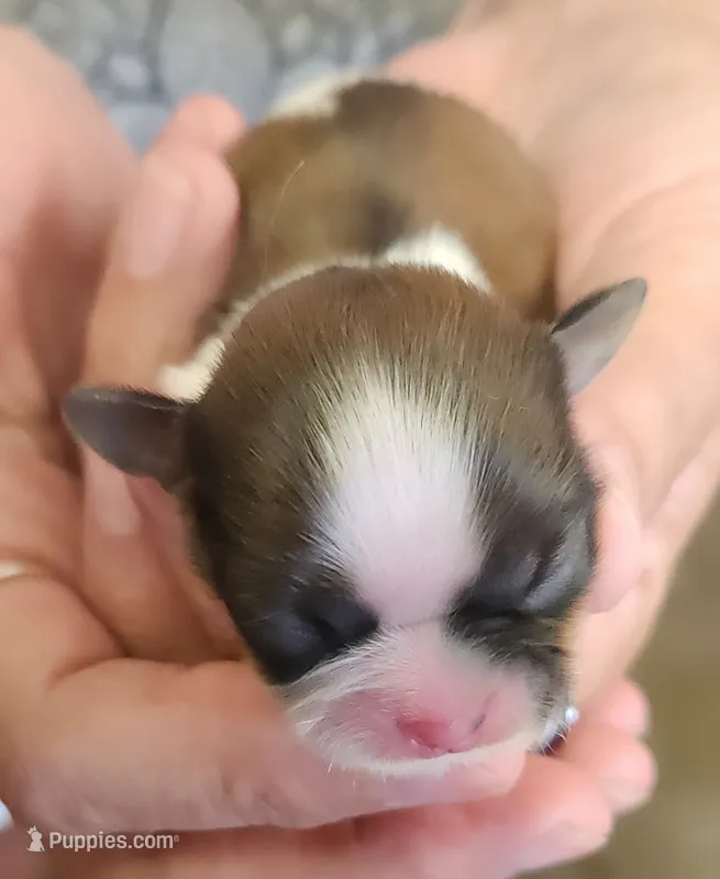 Starr  – Shih Tzu puppy for sale in Central Point, OR