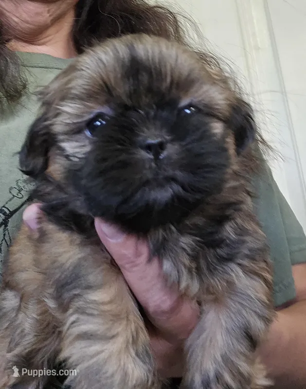 Shina – Shih Tzu puppy for sale in Central Point, OR