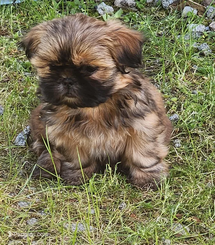 Shina – Shih Tzu puppy for sale in Central Point, OR
