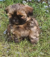 Shina, a female Shih Tzu for sale in Central Point, OR – 1 of 2