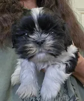 Spencer , a male Shih Tzu for sale in Central Point, OR – Photo 2 of 4
