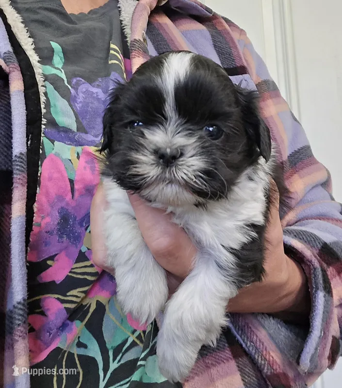 Spencer  – Shih Tzu puppy for sale in Central Point, OR