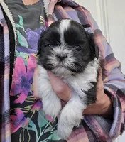Spencer , a male Shih Tzu for sale in Central Point, OR – Photo 1 of 4