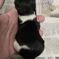 Spencer , a male Shih Tzu for sale in Central Point, OR – Photo 4 of 4