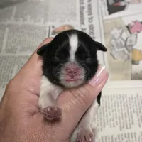 Spencer , a male Shih Tzu for sale in Central Point, OR – Photo 3 of 4