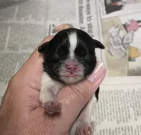 Spencer , a male Shih Tzu for sale in Central Point, OR – Photo 1 of 2