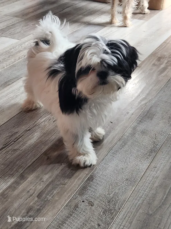 Jasmine  – Shih Tzu puppy for sale in Central Point, OR