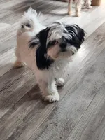 Jasmine , a female Shih Tzu for sale in Central Point, OR – 1 of 3