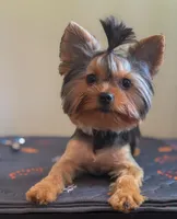 Maisie, a female Yorkshire Terrier for sale in Tallahassee, FL – 4 of 10