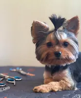 Maisie, a female Yorkshire Terrier for sale in Tallahassee, FL – 6 of 10