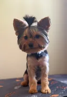 Maisie, a female Yorkshire Terrier for sale in Tallahassee, FL – 3 of 10