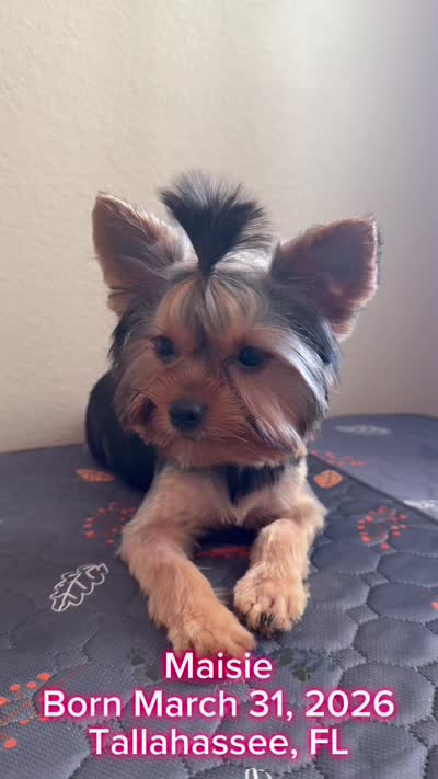 Maisie, a female Yorkshire Terrier for sale in Tallahassee, FL – 10 of 10