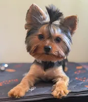 Maisie, a female Yorkshire Terrier for sale in Tallahassee, FL – 7 of 10