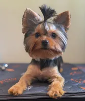 Maisie, a female Yorkshire Terrier for sale in Tallahassee, FL – 9 of 10