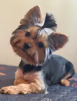 Maisie, a female Yorkshire Terrier for sale in Tallahassee, FL – 2 of 10