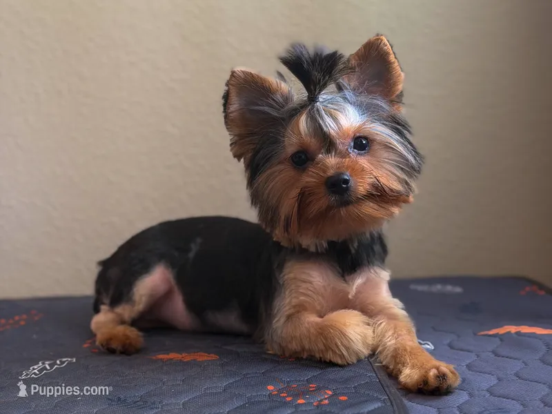Maisie – Yorkshire Terrier puppy for sale in Tallahassee, FL