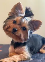 Maisie, a female Yorkshire Terrier for sale in Tallahassee, FL – 8 of 10