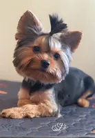 Maisie, a female Yorkshire Terrier for sale in Tallahassee, FL – 5 of 10