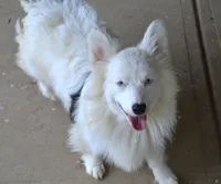 Ziro, a male Pembroke Welsh Corgi for sale in Pendleton, IN – 2 of 4