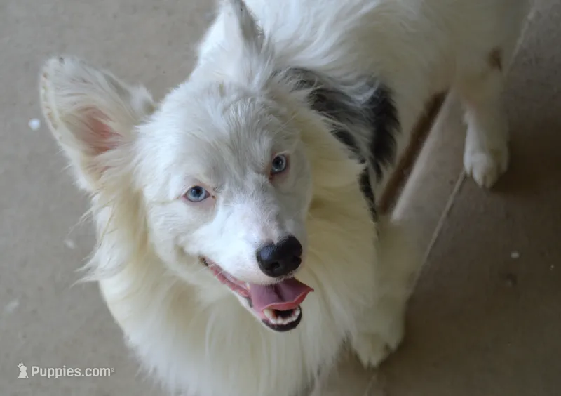 Ziro – Pembroke Welsh Corgi puppy for sale in Pendleton, IN