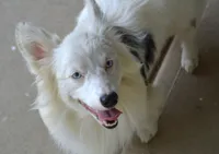 Ziro, a male Pembroke Welsh Corgi for sale in Pendleton, IN – 1 of 4
