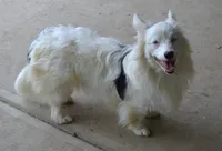 Ziro, a male Pembroke Welsh Corgi for sale in Pendleton, IN – 3 of 4