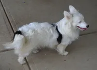 Ziro, a male Pembroke Welsh Corgi for sale in Pendleton, IN – 4 of 4