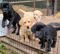 Dayle, a female Labrador Retriever for sale in Columbia City, IN – 4 of 4