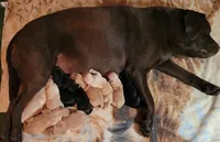 Dayle, a female Labrador Retriever for sale in Columbia City, IN – 2 of 4