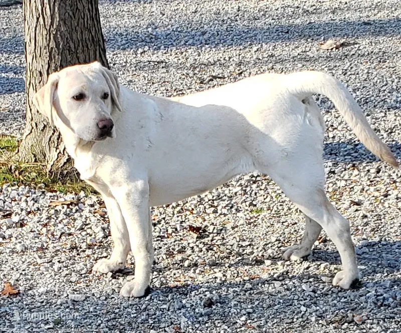 Chip – Labrador Retriever puppy for sale in Columbia City, IN