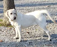 Chip, a female Labrador Retriever for sale in Columbia City, IN – 1 of 3
