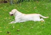 Chip, a female Labrador Retriever for sale in Columbia City, IN – 3 of 3