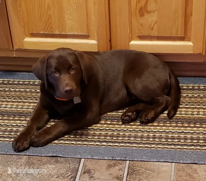 Dayle – Labrador Retriever puppy for sale in Columbia City, IN