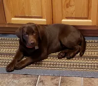 Dayle, a female Labrador Retriever for sale in Columbia City, IN – 1 of 4