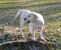 Chip, a female Labrador Retriever for sale in Columbia City, IN – 2 of 3